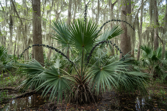 Dwarf Palmetto (Sabal minor) — Louisiana's native cold-hardy palm with bold tropical fronds in the bayou understory, Living Canopy & Understory, Big Mamou Enterprises
