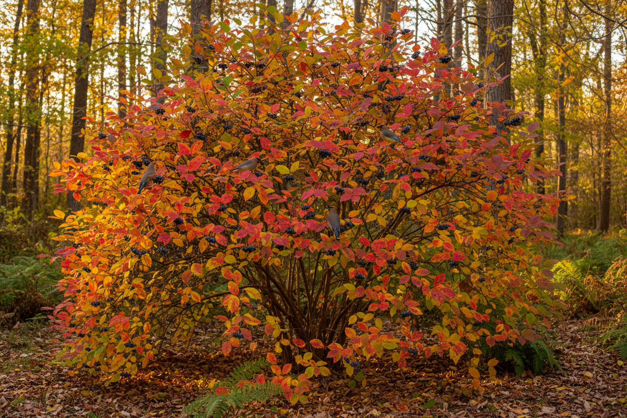 Arrowwood Viburnum (Viburnum dentatum) — native shrub with white flowers, blue-black berries and brilliant fall color, Cajun Prairie Heritage, Big Mamou Enterprises