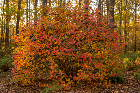 Arrowwood Viburnum (Viburnum dentatum) — native shrub with white flowers, blue-black berries and brilliant fall color, Cajun Prairie Heritage, Big Mamou Enterprises