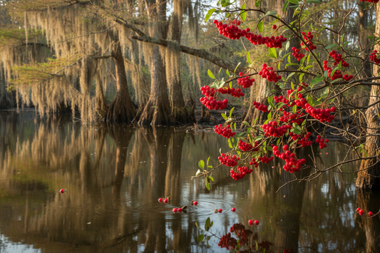 Mayhaw