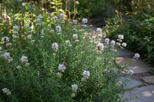 Narrowleaf Mountain Mint
