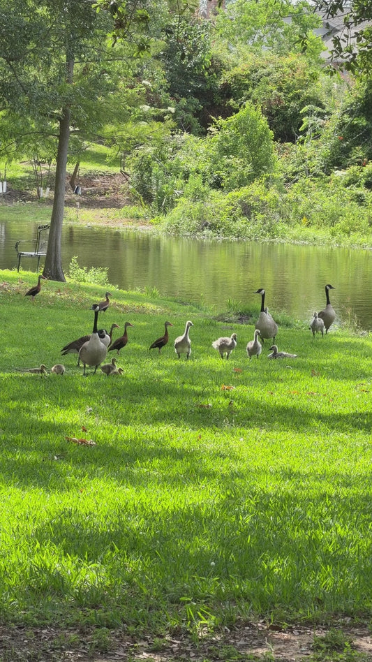 Families of the North — Canada Geese & Goslings | 48-Second Bayou Eyes Video Download