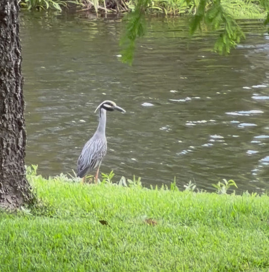 Gros Bec on the Bayou — Yellow-Crowned Night Heron Hunting Clip | Bayou Eyes Digital Download