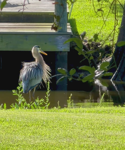 Great Blue Heron Collection — Print + Video Bundle | Bayou Eyes Digital Download