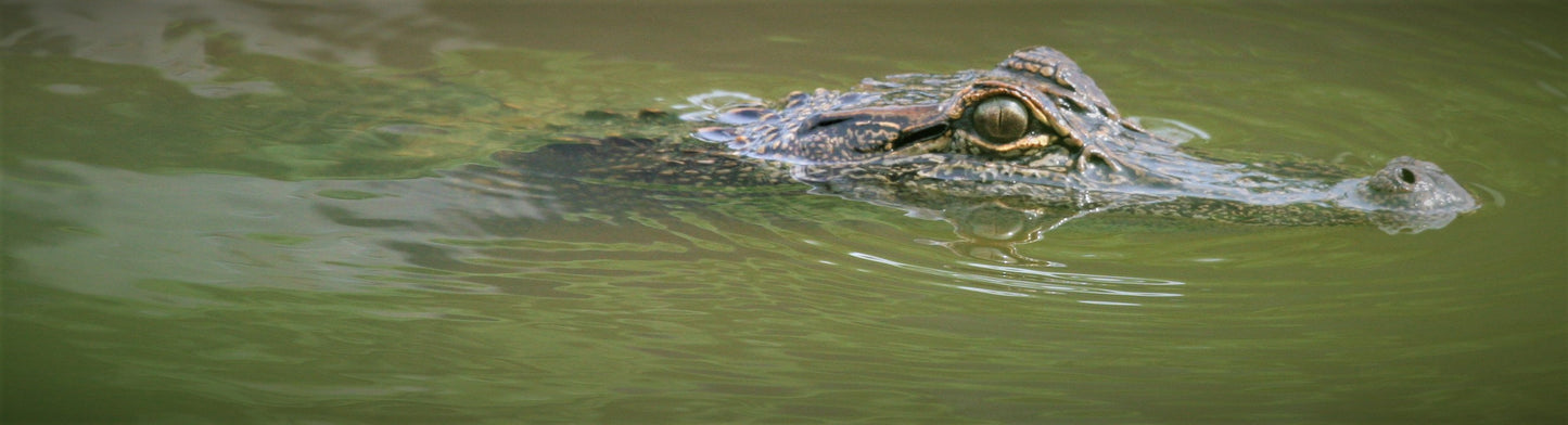 Alligator #0028 — BayouSelf Wildlife Archive | Louisiana Alligator Photo Download