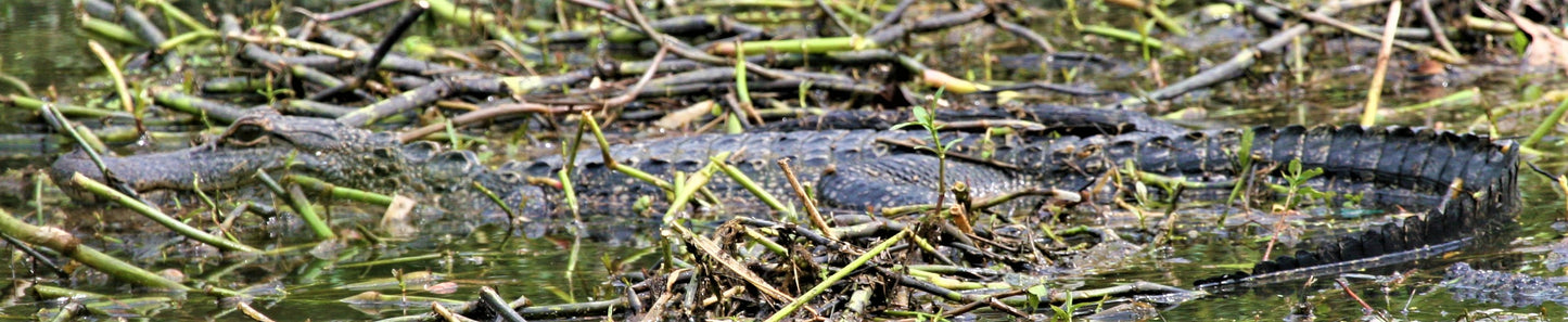 Alligator #0030 — BayouSelf Wildlife Archive | Louisiana Alligator Photo Download