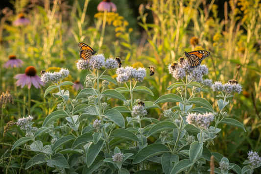 Slender Mountain Mint