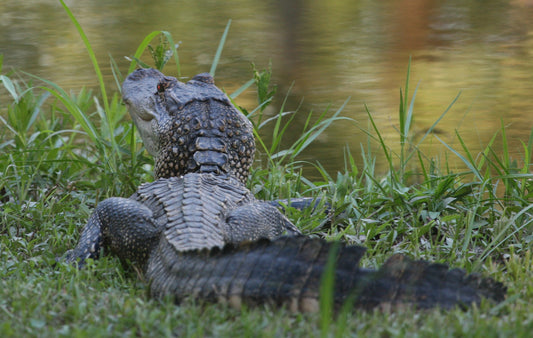 Alligator #0018 — BayouSelf Wildlife Archive