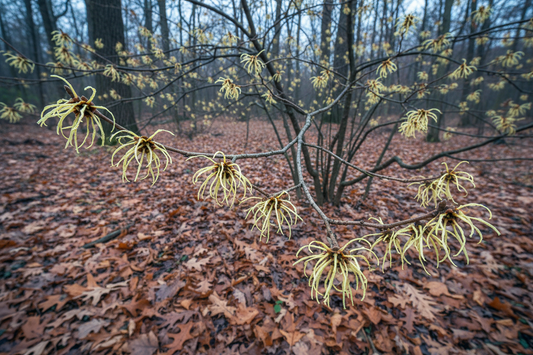Witch Hazel